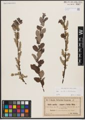 Salix aurita L. x Salix starkeana Willd.